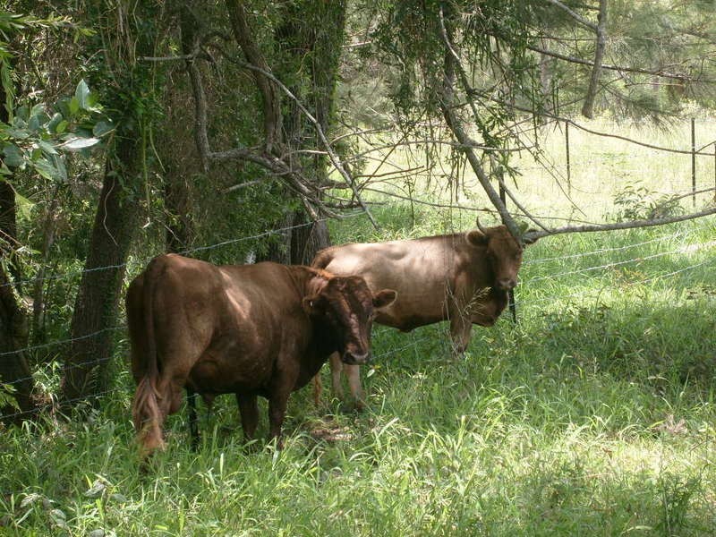 152 Pratts Road, Drinan QLD 4671