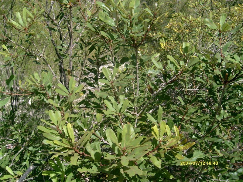 212 Pioneer Road, Buxton QLD 4660