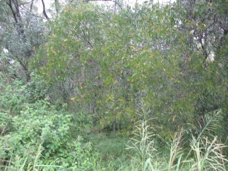 29409 Bruce Highway, Apple Tree Creek QLD 4660