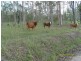 1 Teningering Road, Goodnight NSW 2736