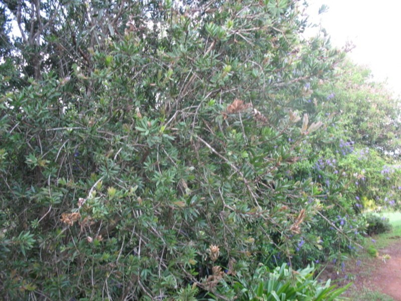 152 Rainbows Road, Childers QLD 4660