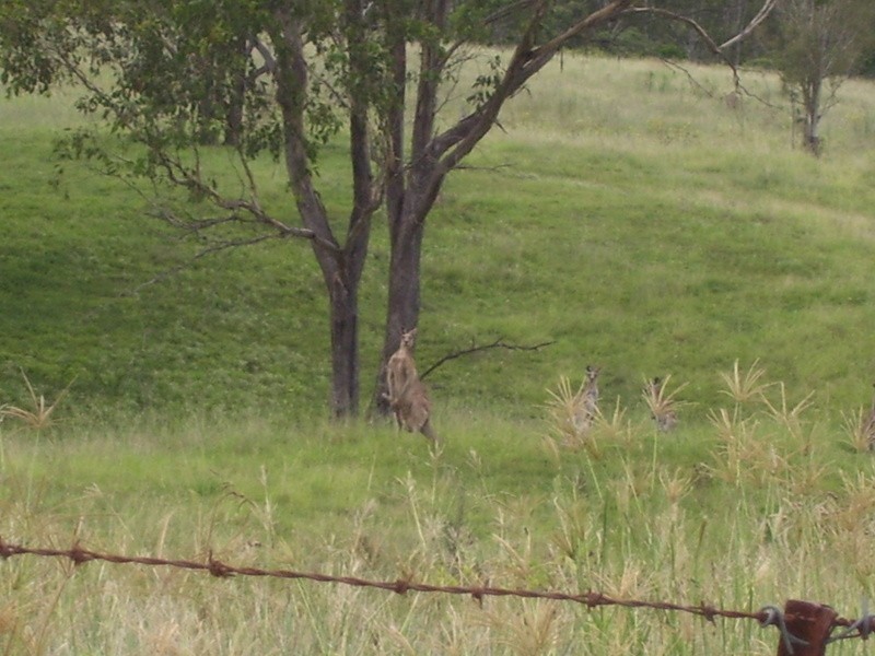 673 Pine Creek Road, Pine Creek QLD 4670