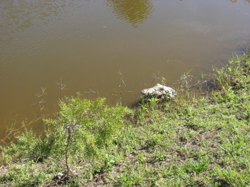 Coringa QLD 4621