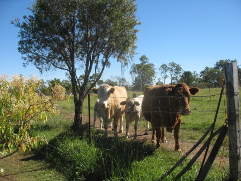 54 Redridge Drive, Redridge QLD 4660