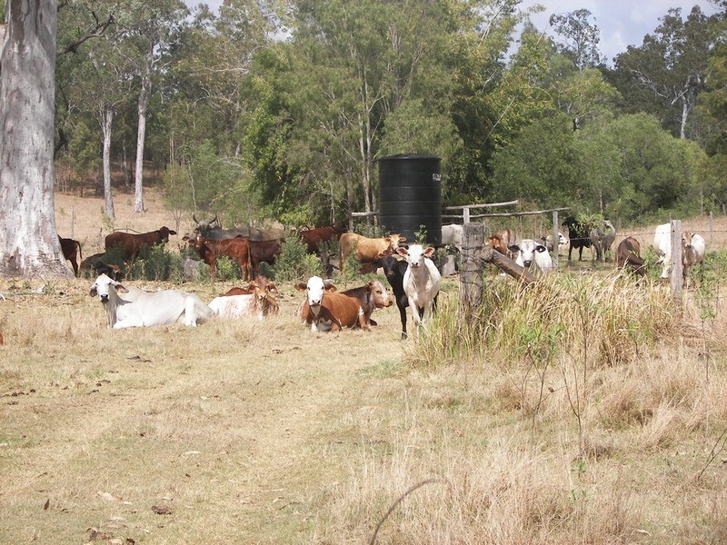0 Yandaran Road, Monduran QLD 4671