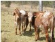 0 Yandaran Road, Monduran QLD 4671