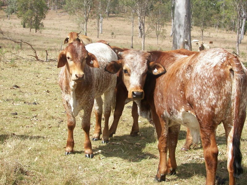0 Yandaran Road, Monduran QLD 4671