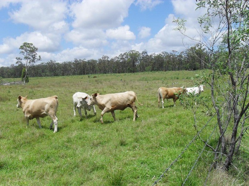 lot 720 Fleece Road, Golden Fleece QLD 4621