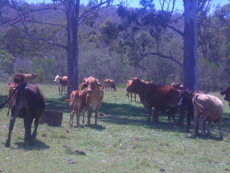 lot 720 Fleece Road, Golden Fleece QLD 4621