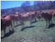 lot 720 Fleece Road, Golden Fleece QLD 4621