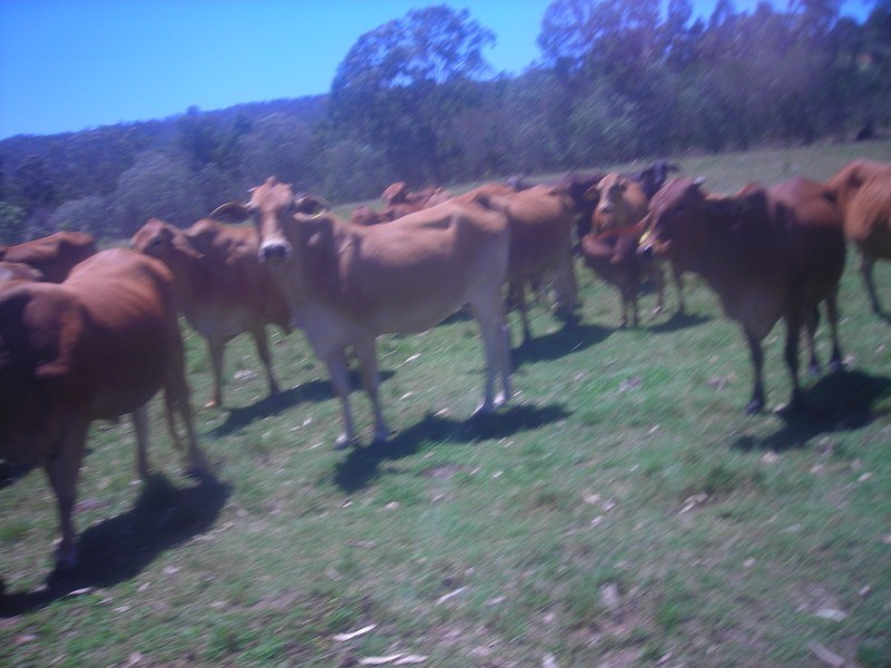 lot 720 Fleece Road, Golden Fleece QLD 4621