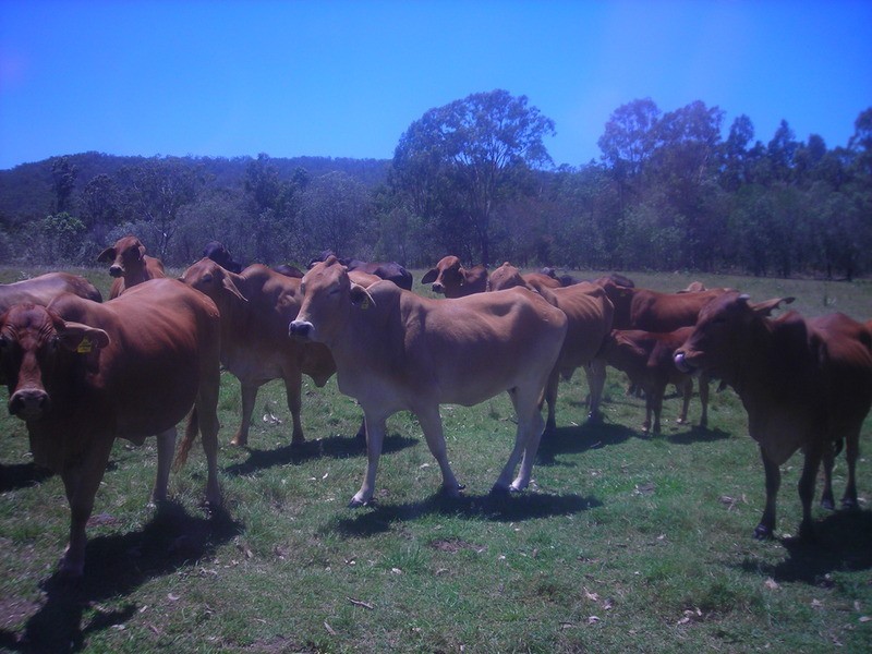 lot 720 Fleece Road, Golden Fleece QLD 4621