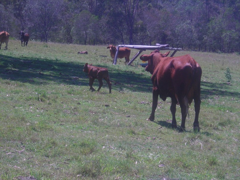 lot 720 Fleece Road, Golden Fleece QLD 4621