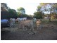 0 Bilsborough Road, Howard QLD 4659
