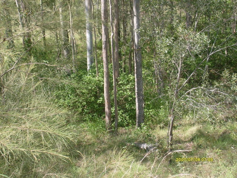 278 Mount Goonaneman Road, Dallarnil QLD 4621