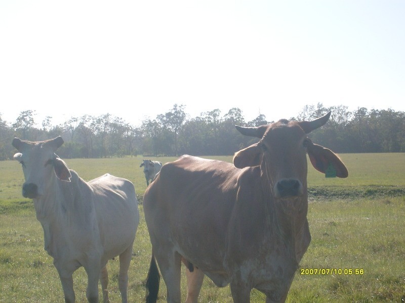 0 Warrah Road, Howard QLD 4659