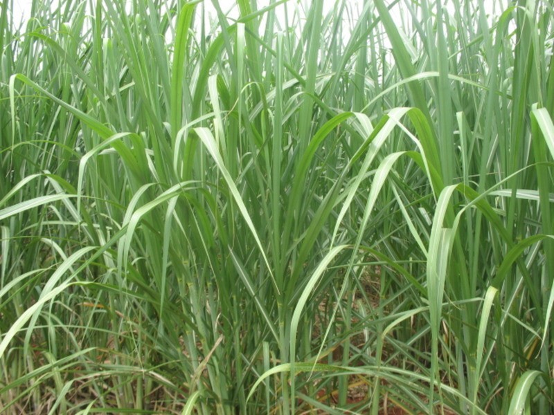 105 Madsens Road, Isis Central QLD 4660