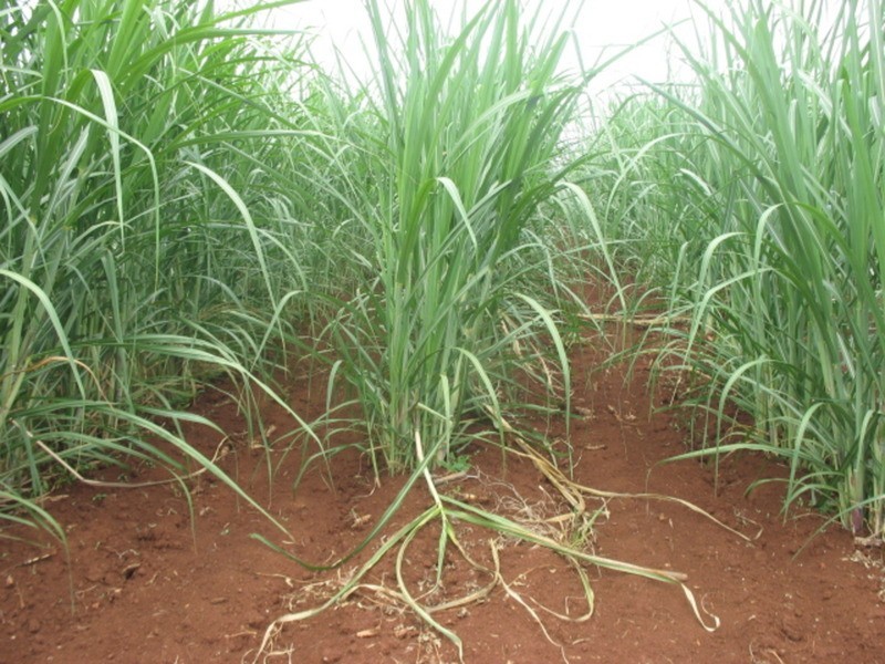 105 Madsens Road, Isis Central QLD 4660