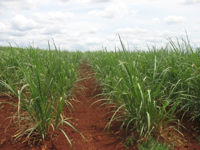 105 Madsens Road, Isis Central QLD 4660