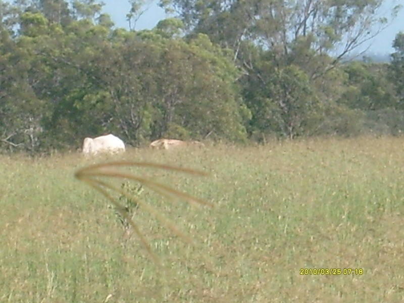 32515 Bruce Highway, Wallaville QLD 4671