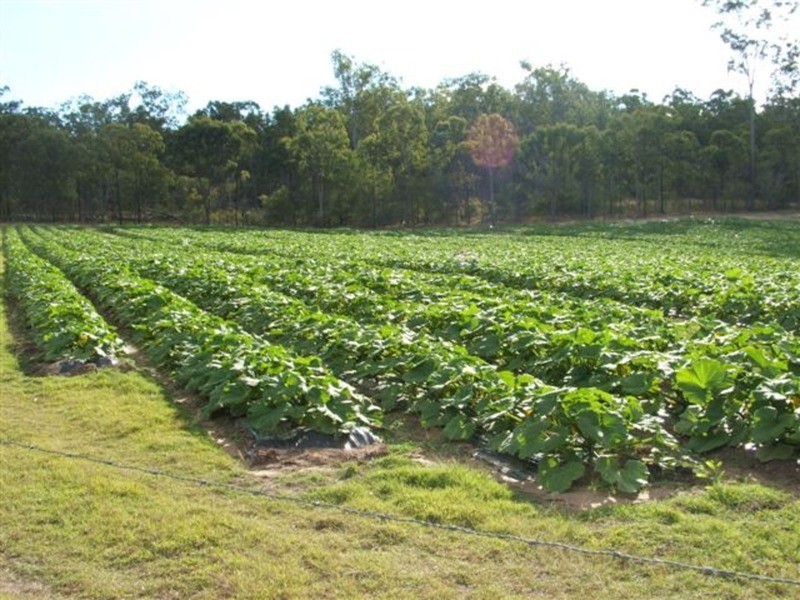 265 Bunns Road, Apple Tree Creek QLD 4660