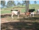 43 Mount Shamrock Road, Coringa QLD 4621