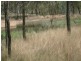 43 Mount Shamrock Road, Coringa QLD 4621