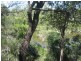 1450 Buxton Road, Buxton QLD 4660