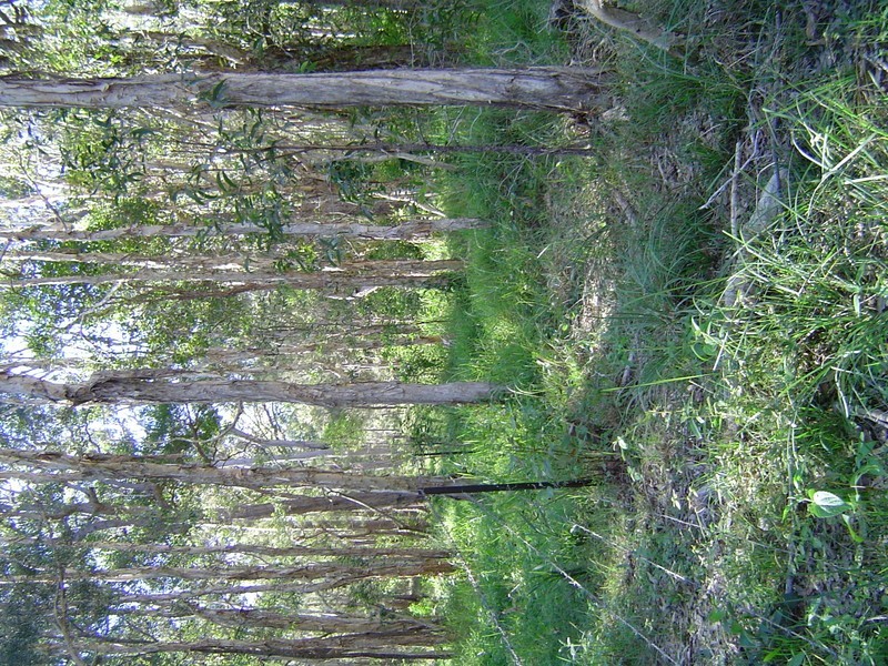 417 Adies Road, Isis Central QLD 4660