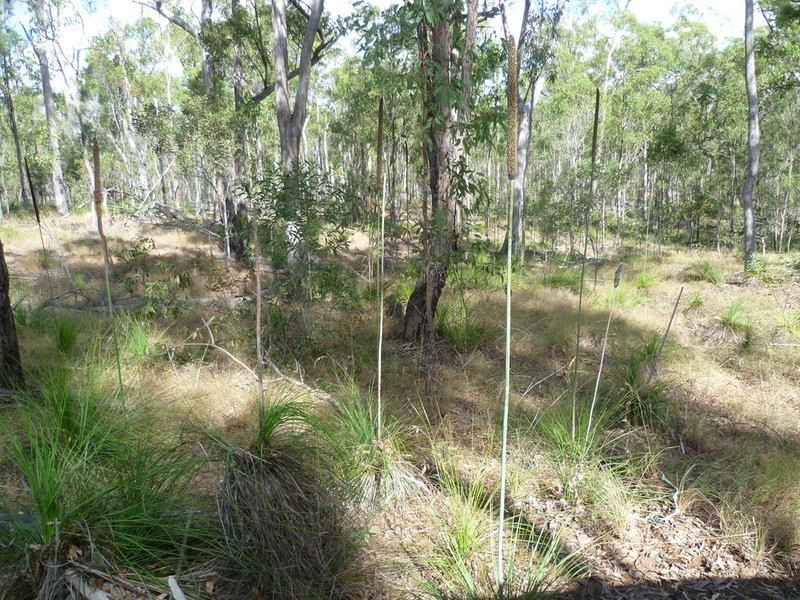 263 Webbs Road, Redridge QLD 4660