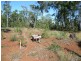 263 Webbs Road, Redridge QLD 4660