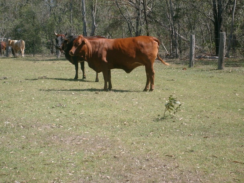 73 Howards Road, Apple Tree Creek QLD 4660