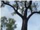 64 Nielsons Road, Good Night QLD 4671