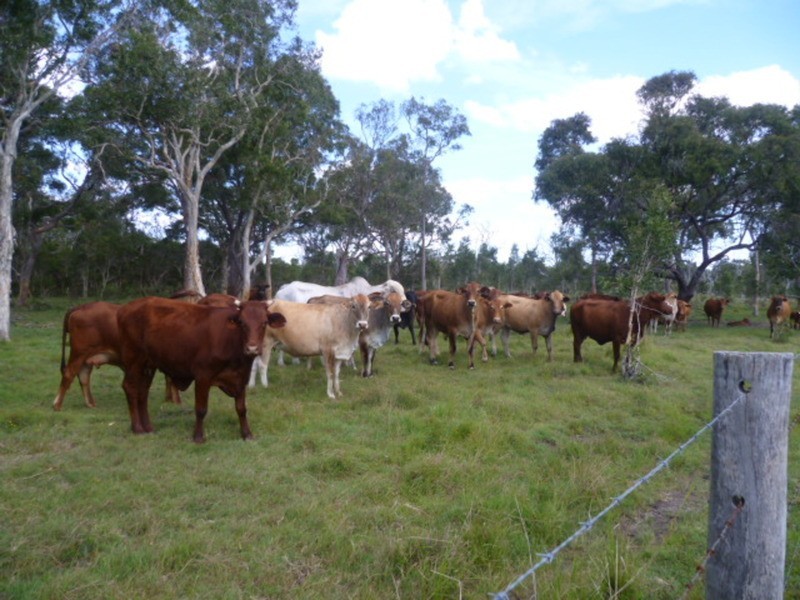 1473 Buxton Road, Buxton QLD 4660