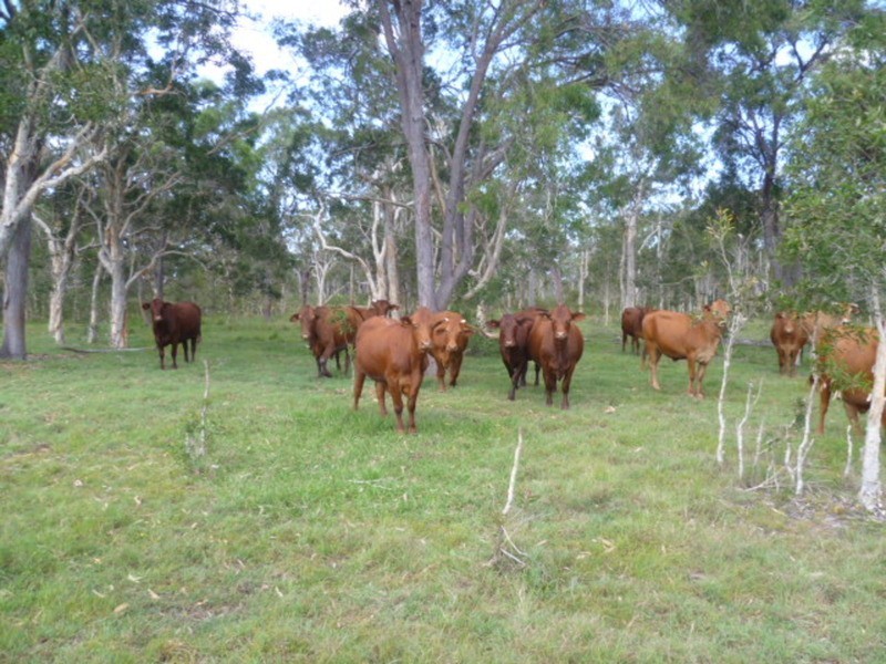 1473 Buxton Road, Buxton QLD 4660