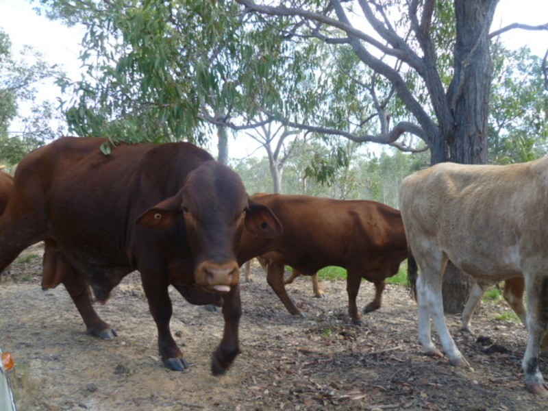 1473 Buxton Road, Buxton QLD 4660