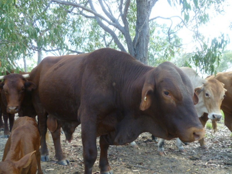 1473 Buxton Road, Buxton QLD 4660