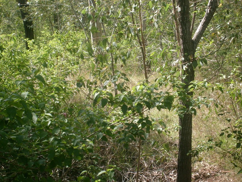 0 Sittella Crescent, Delan QLD 4671