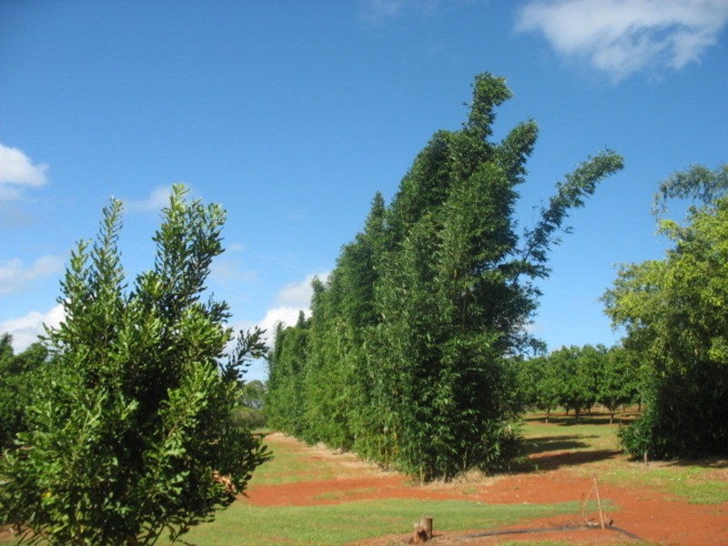 258 Atc Hall Road, North Isis QLD 4660