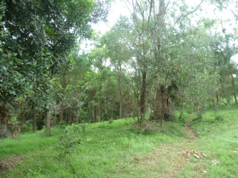 510 Promisedland Road, Promisedland QLD 4660