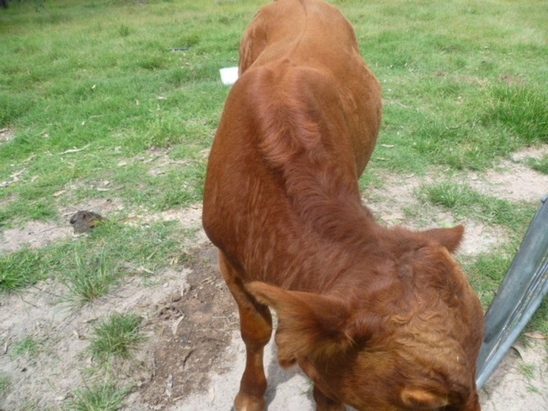 144 Faints Road, Childers QLD 4660