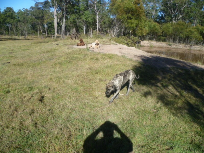 90 Adies Road, Isis Central QLD 4660