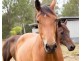 215-225 Scotts Lane, North Maclean QLD 4280