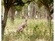 215-225 Scotts Lane, North Maclean QLD 4280