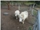 Cedar Vale QLD 4285