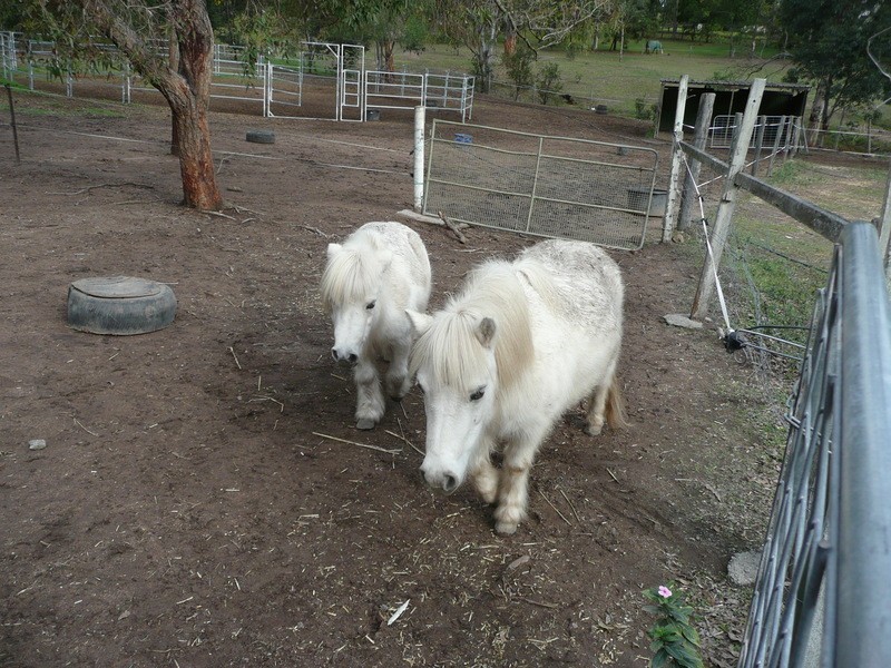 Cedar Vale QLD 4285