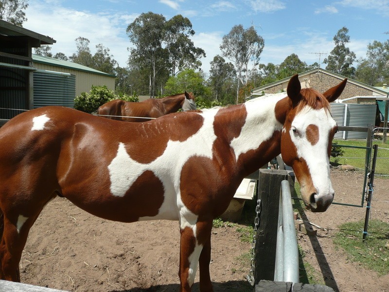 South Maclean QLD 4280