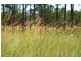 Jimboomba QLD 4280