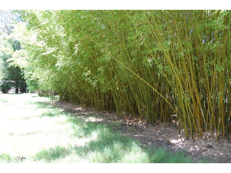 14-24 Redwood Circle, Jimboomba QLD 4280