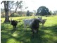 Darlington QLD 4285